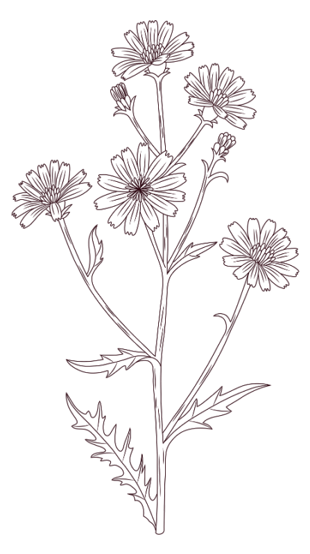 Roasted chicory root.
